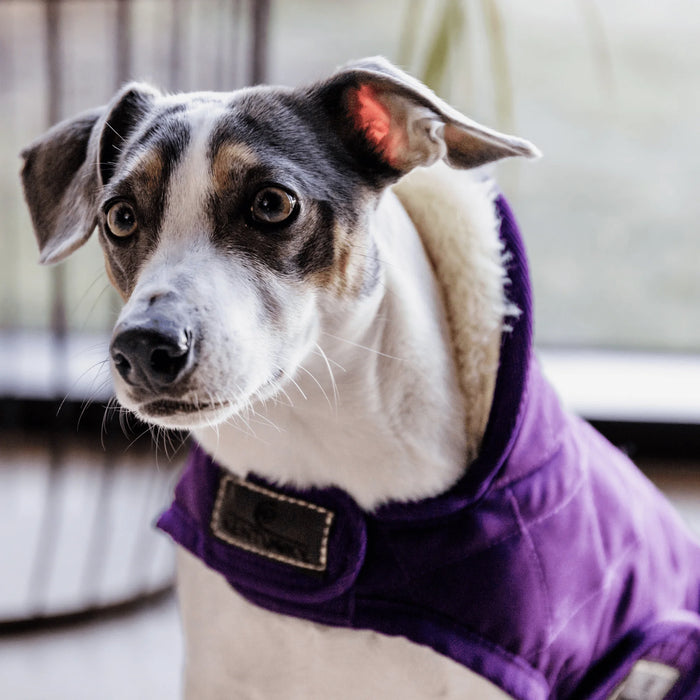 Dog Coat Original - Limited Edition