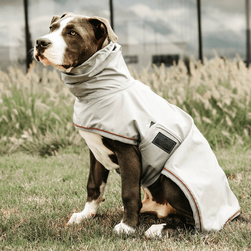 Dog wearing a rain coat