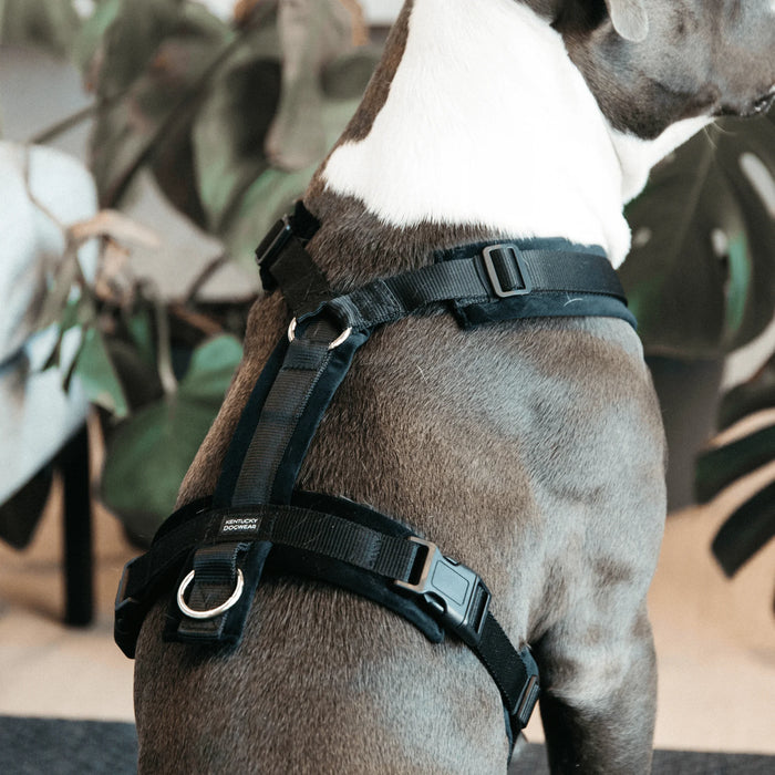 Dog Harness Active Velvet