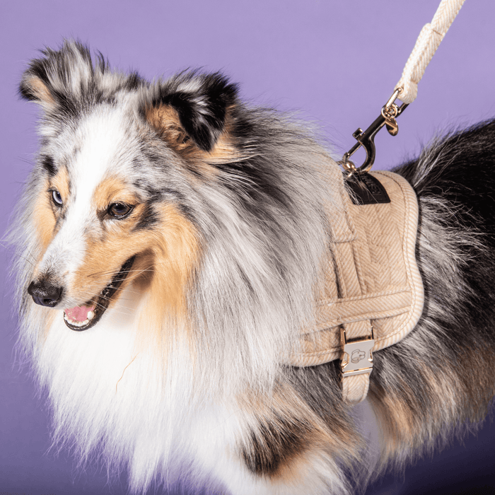 Dog Harness Body Safe Wol