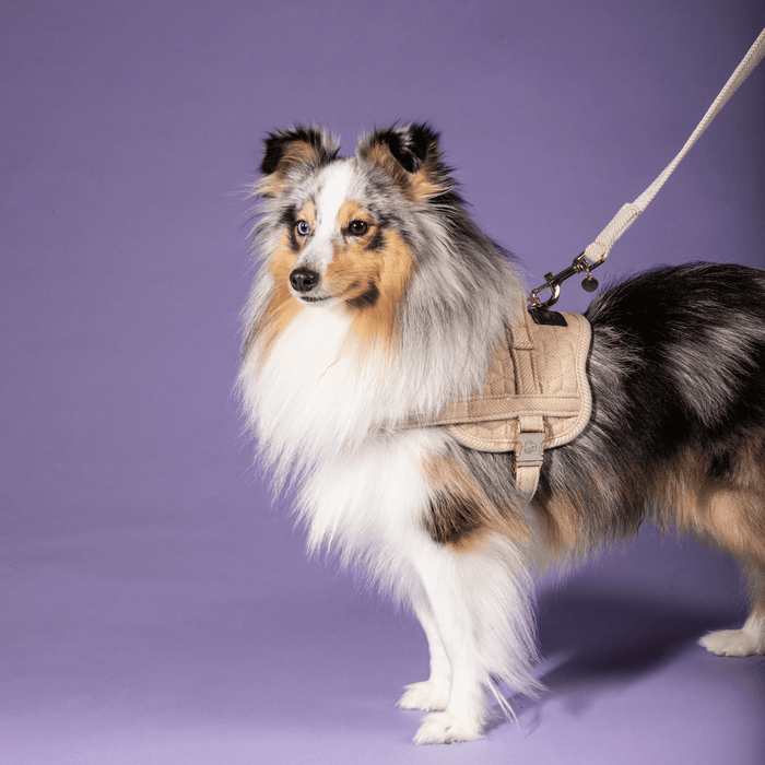 Dog Harness Body Safe Wol