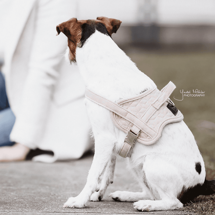 Dog Harness Body Safe Wol