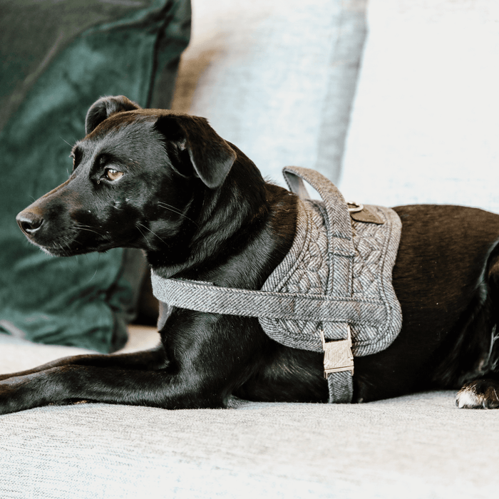 Dog Harness Body Safe Wol