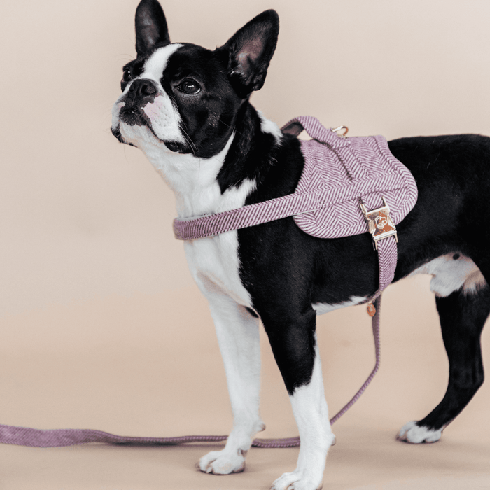 Dog Harness Body Safe Wol