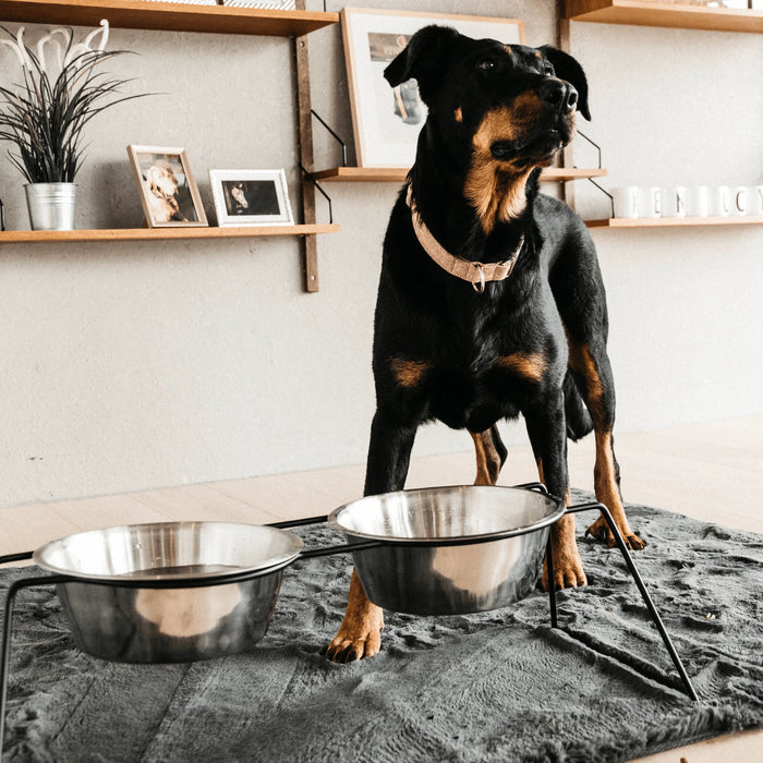 Dog Bowl Comfort Feeder