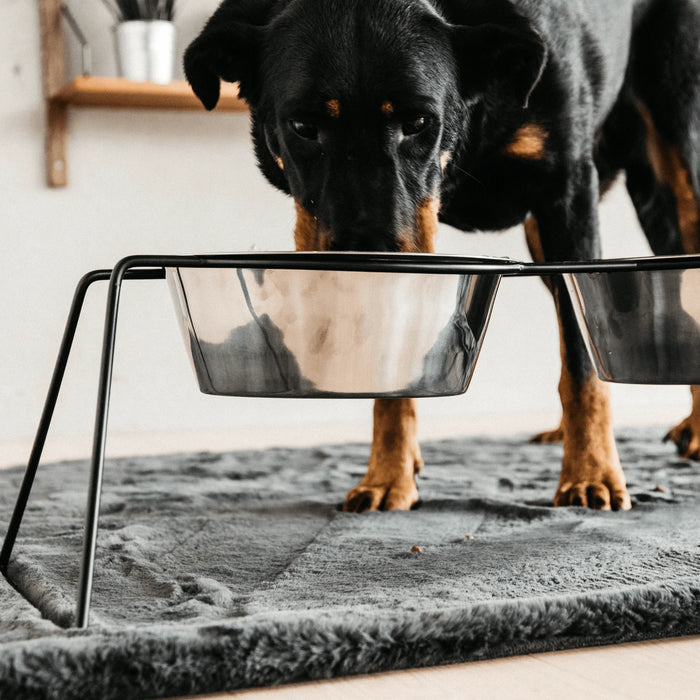 Dog Bowl Comfort Feeder