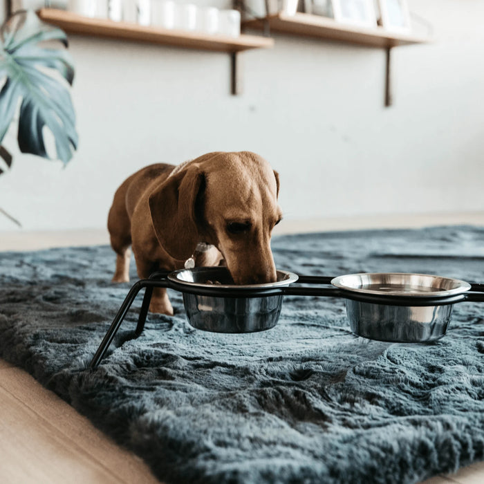 Dog Bowl Comfort Feeder