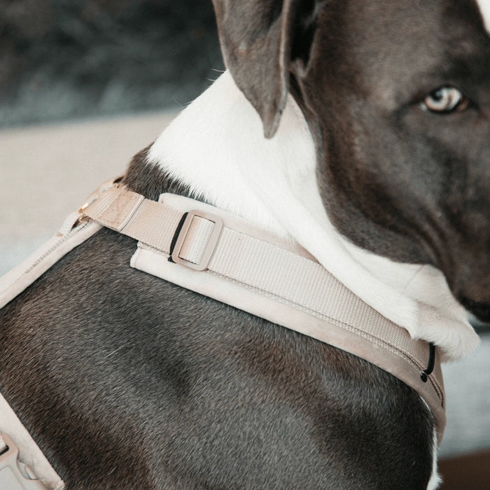 Dog Harness Active Velvet