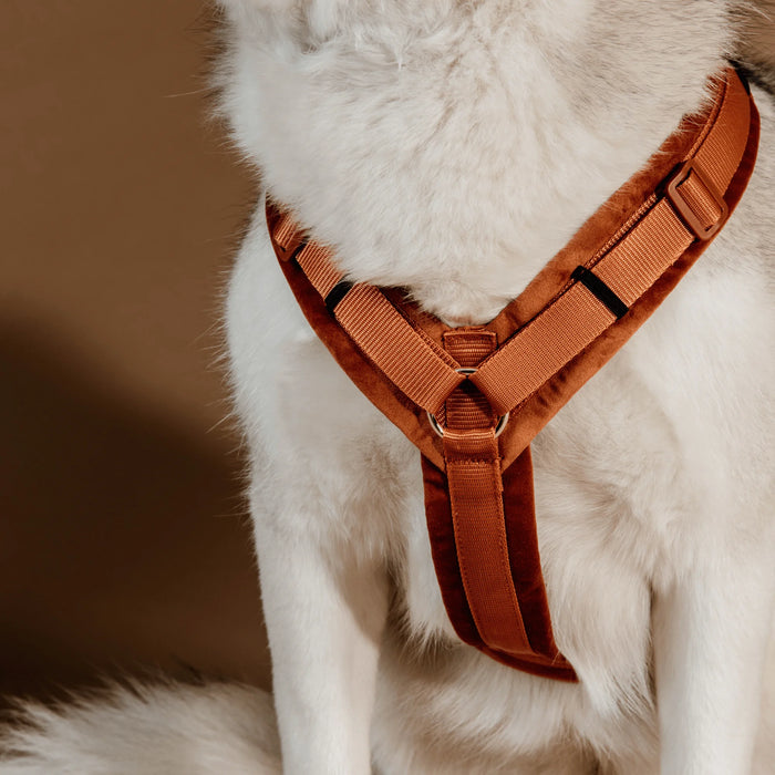Dog Harness Active Velvet