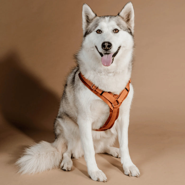 Dog Harness Active Velvet