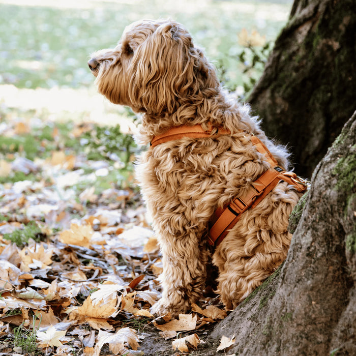 Dog Harness Active Velvet