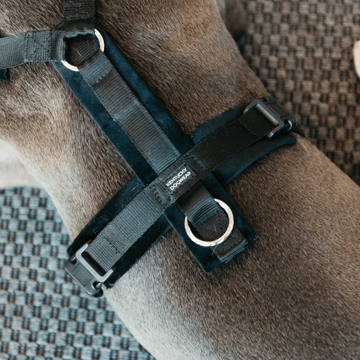 Dog Harness Active Velvet