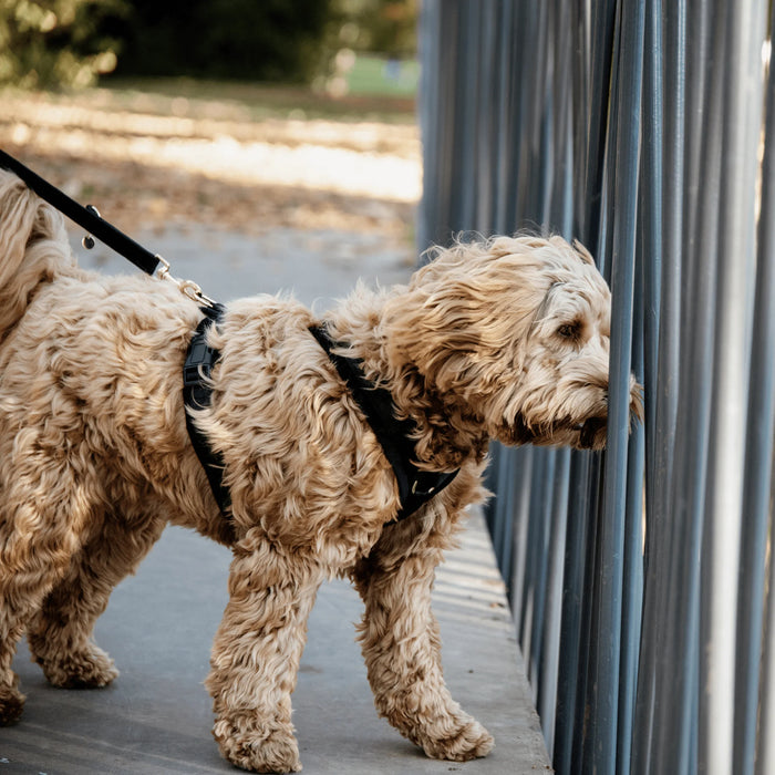 Dog Harness Active Velvet