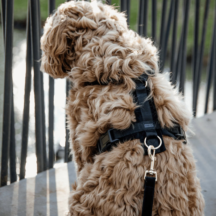 Dog Harness Active Velvet
