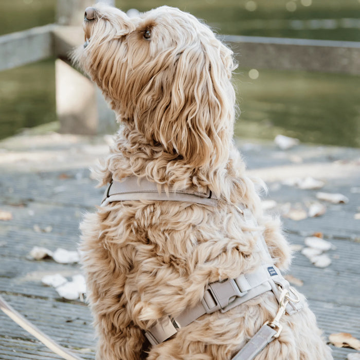Dog Harness Active Velvet