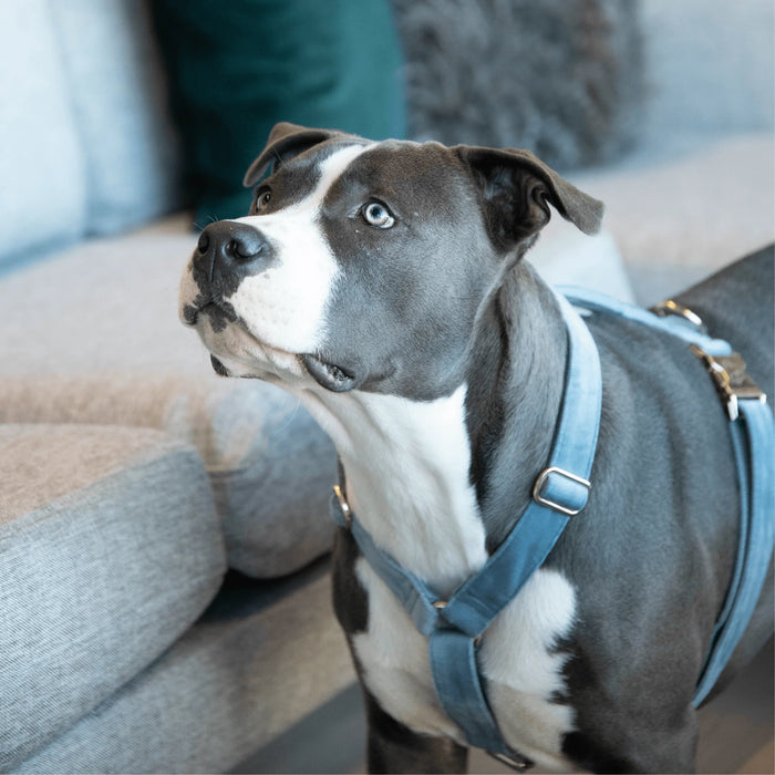 Dog Harness Loop Velvet