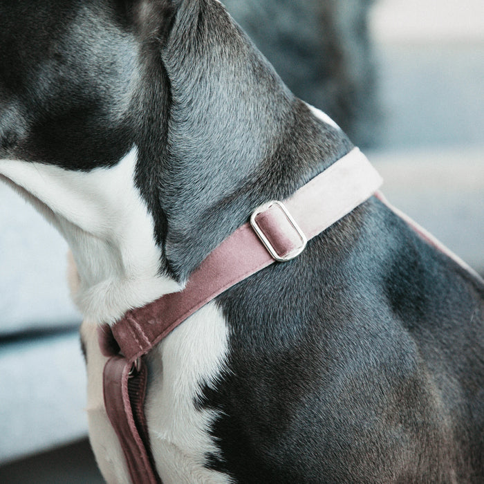 Dog Harness Loop Velvet