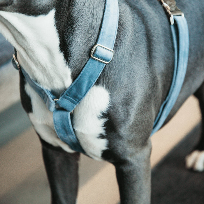 Dog Harness Loop Velvet