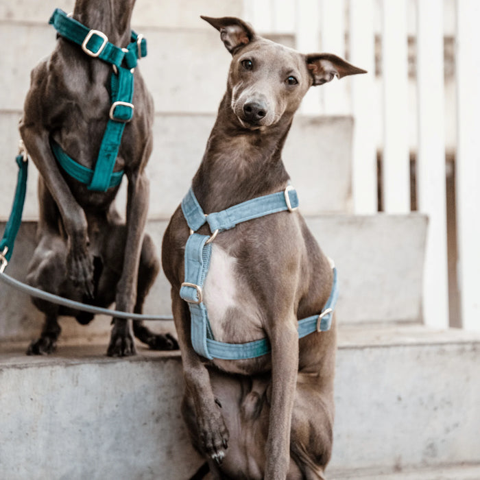 Dog Harness Loop Velvet