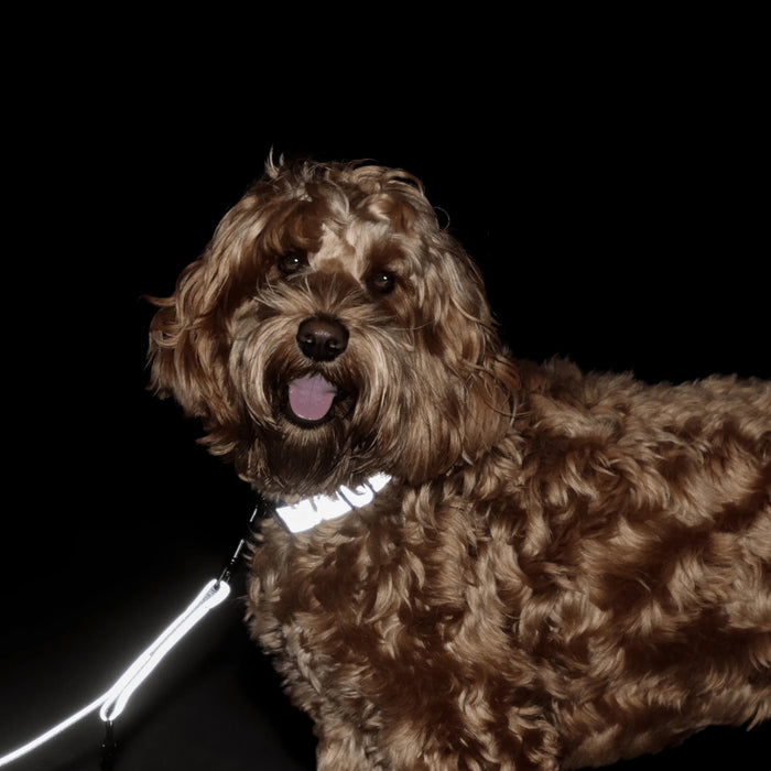 Hondenhalsband reflecterend