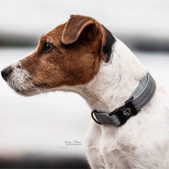 Hondenhalsband reflecterend