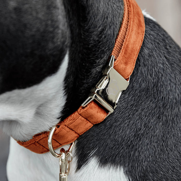 Hondenhalsband Velvet