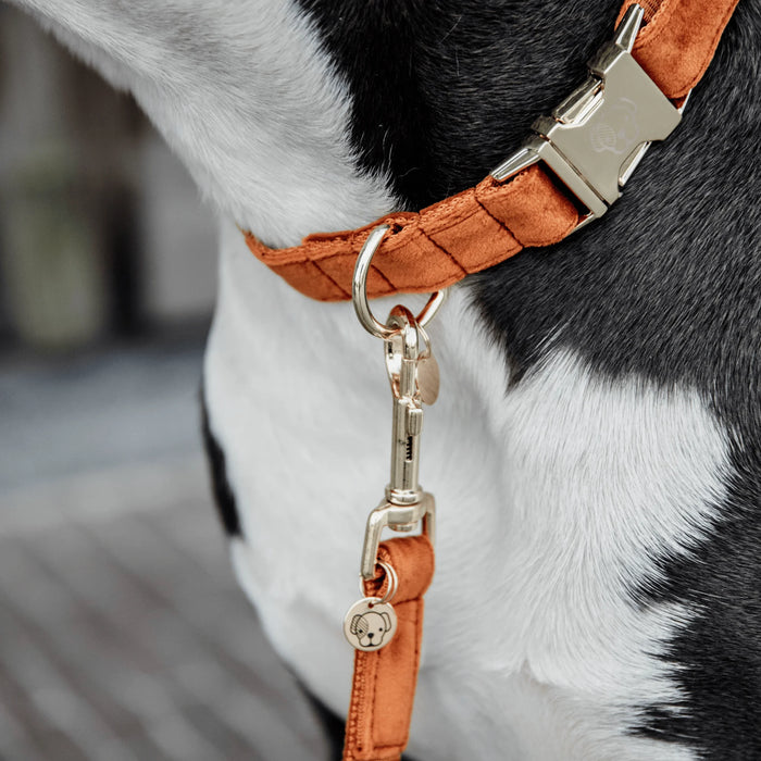 Hondenhalsband Velvet