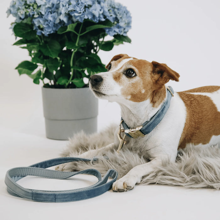 Hondenhalsband Velvet