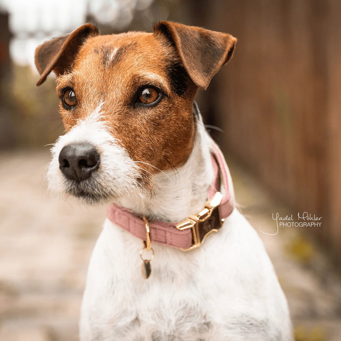 Velvet Dog Collar