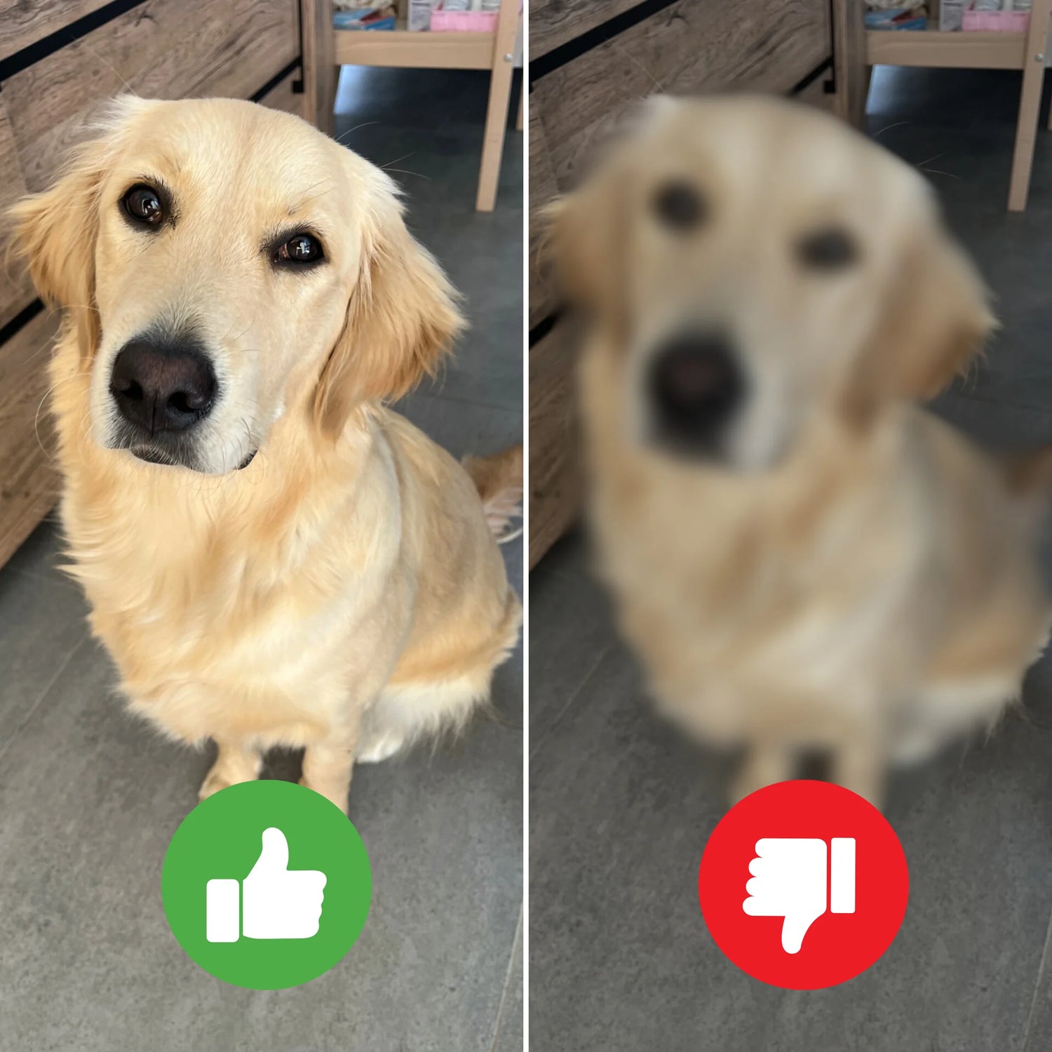 cadeau voor hond