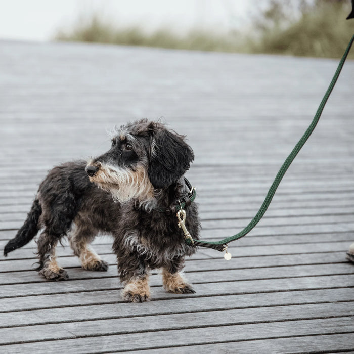 Plaited Nylon Dog Leash