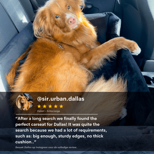 autostoel hond