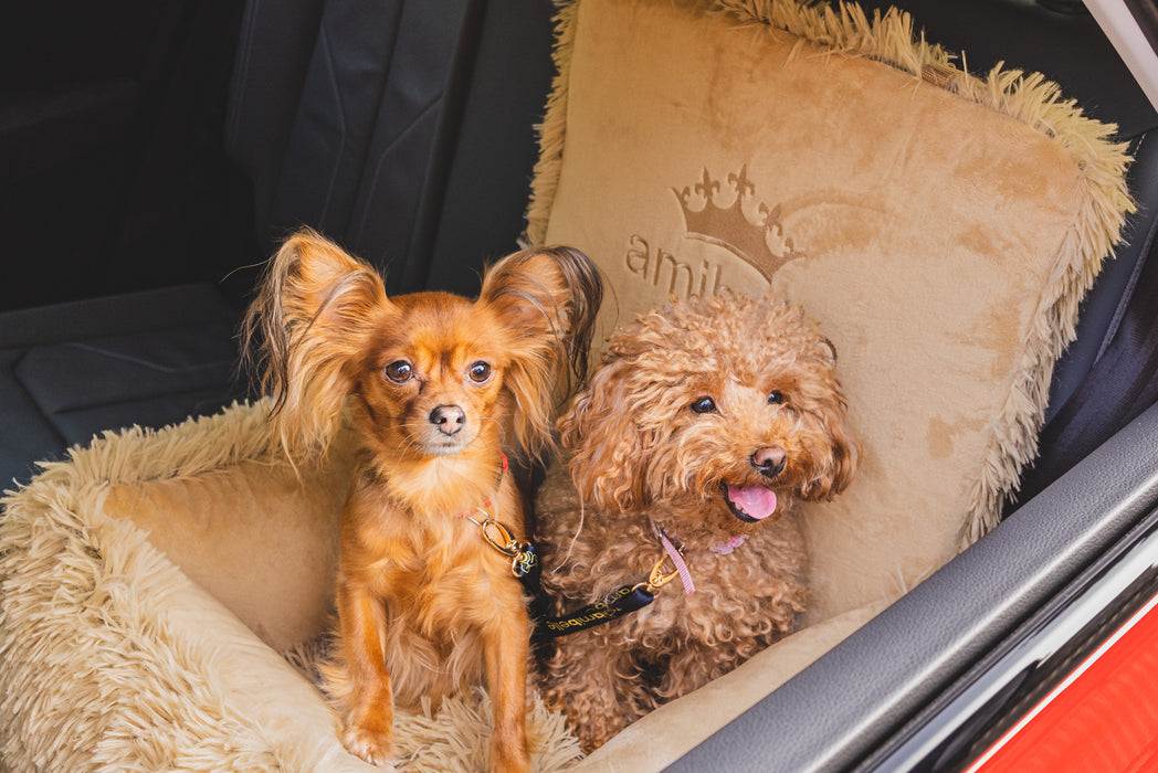 Bella Teddy - Dog car seat